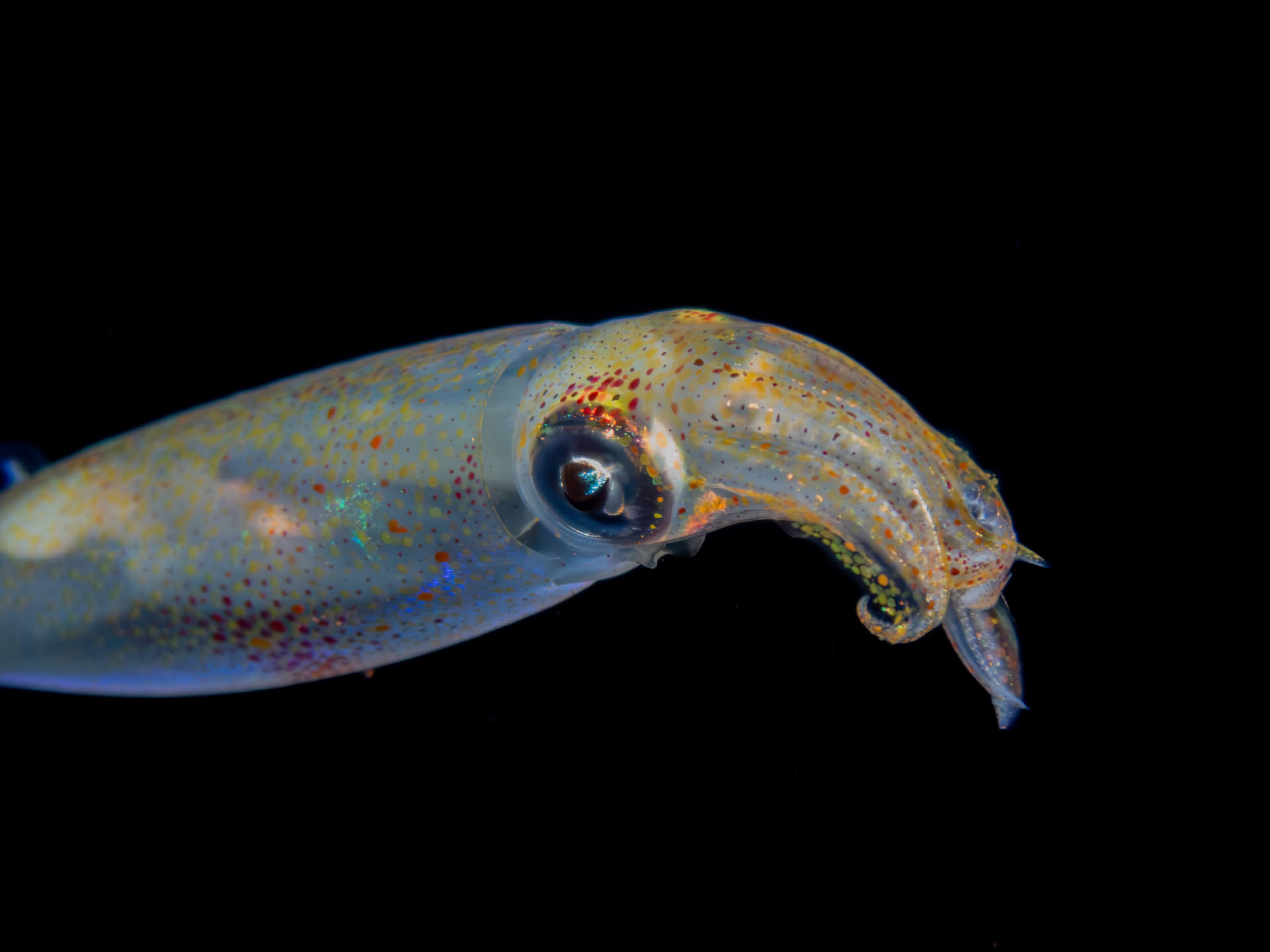 Squid